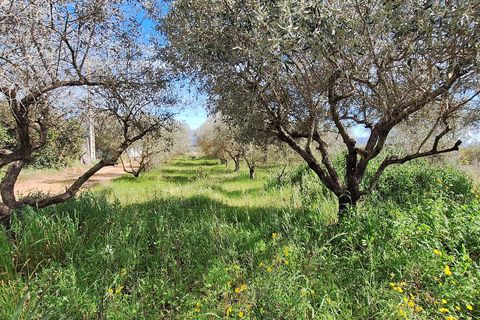 Finca i Mora D'ebre, Tarragona, Mora D'ebre - € 159.000 | Ref: CC840 - foto 12